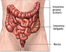 intestinos