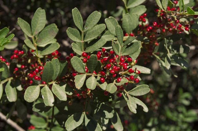 Shrub with lot of red berries on branches photo, mediterranean mastic bush pistachio on the tree